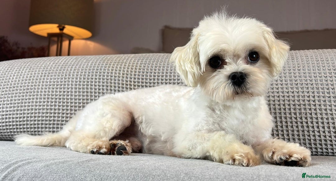 Maltese dogs for sale: 18 month old KC Maltese boy  - Image 1