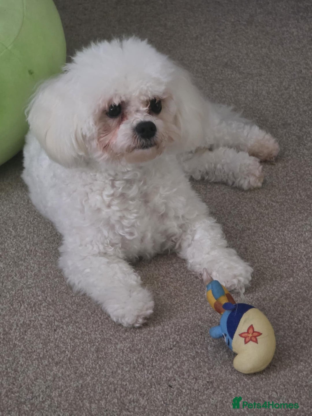 Bichon Frise dogs for sale: Bichon bolognese  - Advert 5