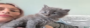 Snuggler 