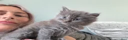Persian cats for sale: 5 amazing persian kittens ready soon - Advert 24