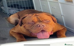 Dogue De Bordeaux dogs for stud: Proven KC Reg Dogue De Bordeaux in Newcastle upon Tyne - Image 6
