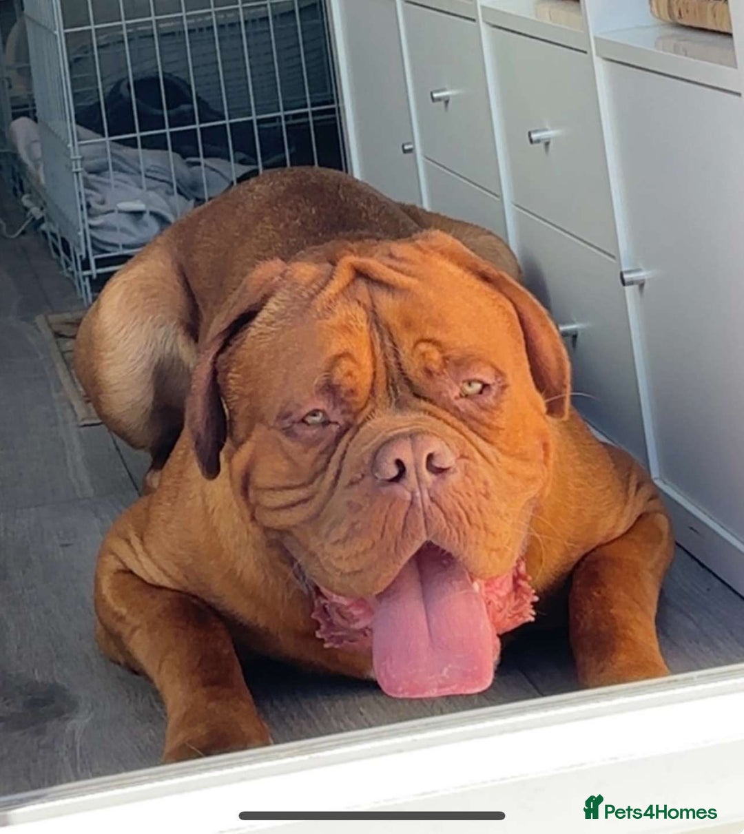 Dogue De Bordeaux dogs for stud: Proven KC Reg Dogue De Bordeaux in Newcastle upon Tyne - Image 6