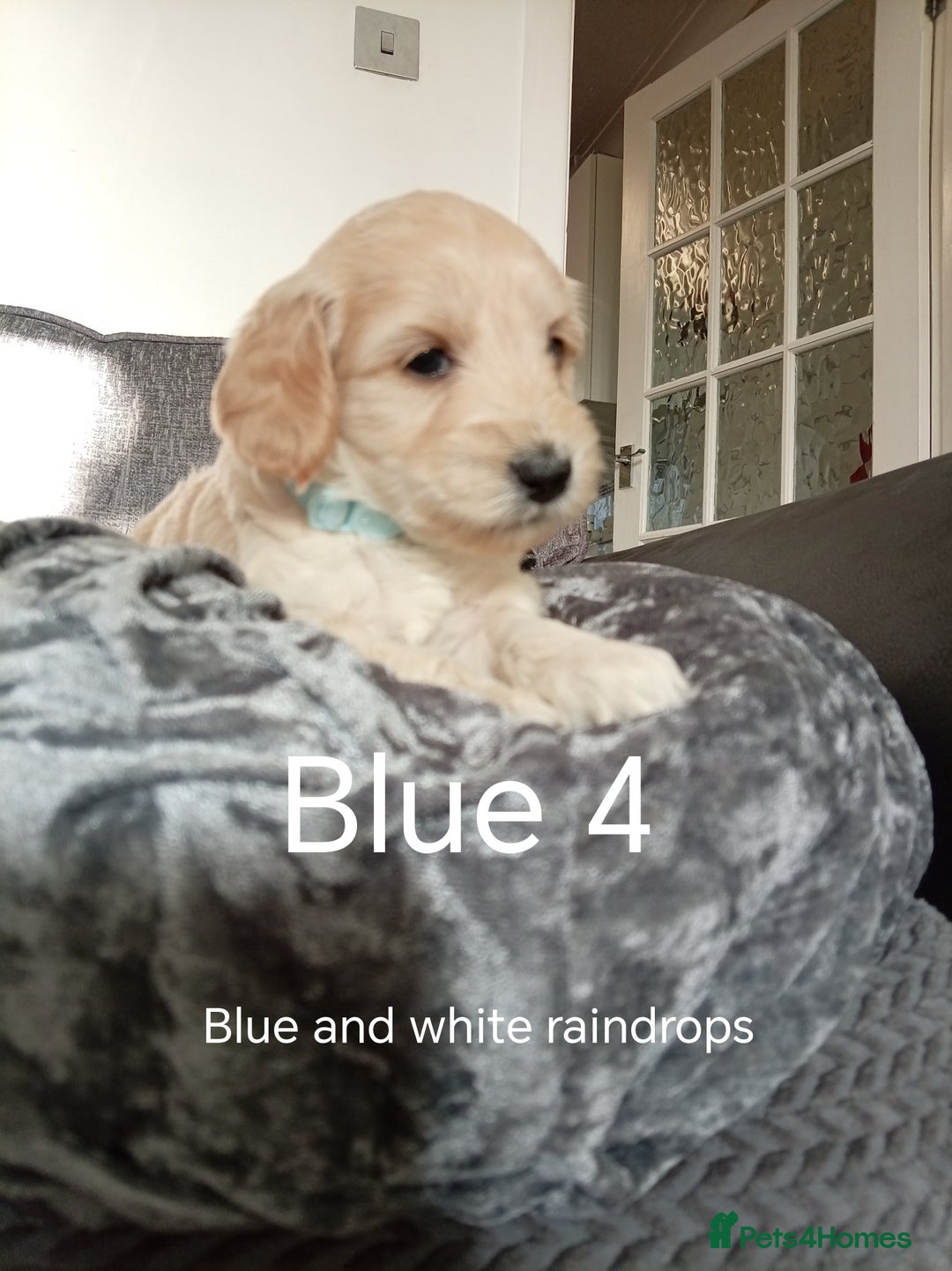Cockapoo dogs for sale: 8 Beautiful Cockapoos puppies - Advert 34