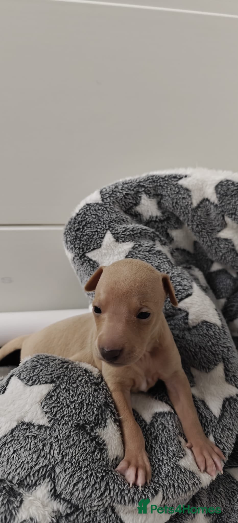 Italian Greyhound dogs KC Registered - European Lineage - Health Tested  - Advert 1