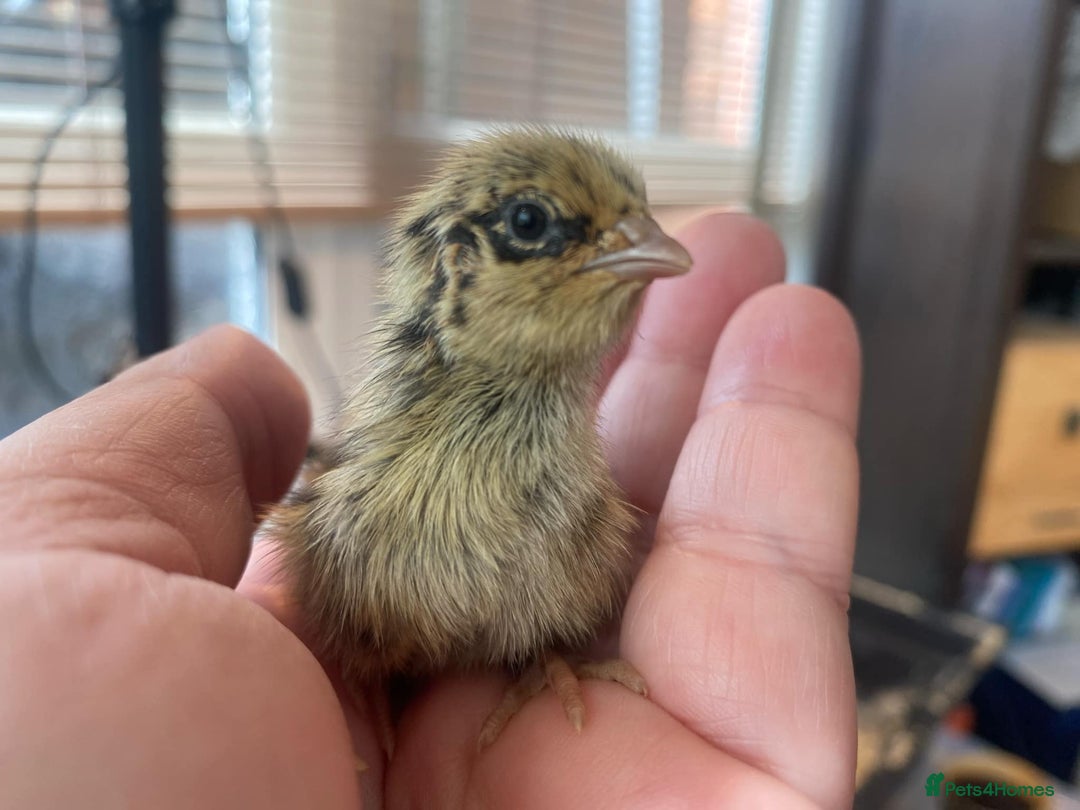 Quail poultry for sale: Japanese Jumbo Coturnix Quail Chicks - Image 3