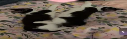 Mixed Breed cats for sale: cats available for adoption  in Huddersfield - Advert 2