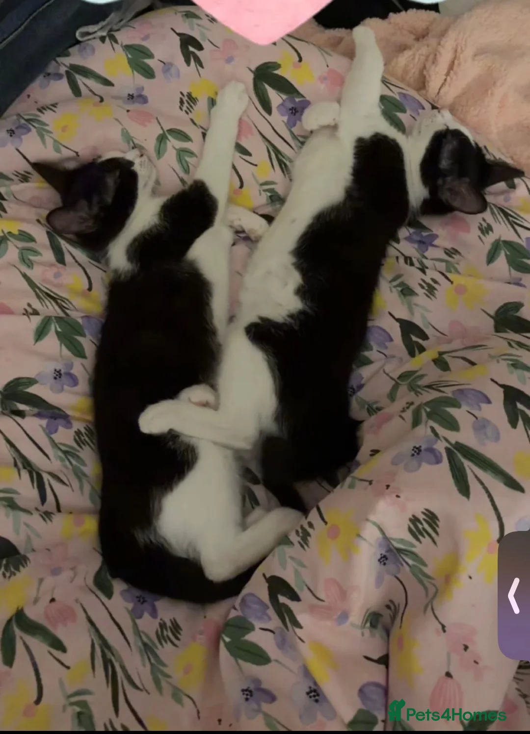 Mixed Breed cats for sale: cats available for adoption  in Huddersfield - Advert 2