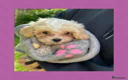 Maltipoo dogs for sale: F1 tiny Maltipoo’s  - Image 16