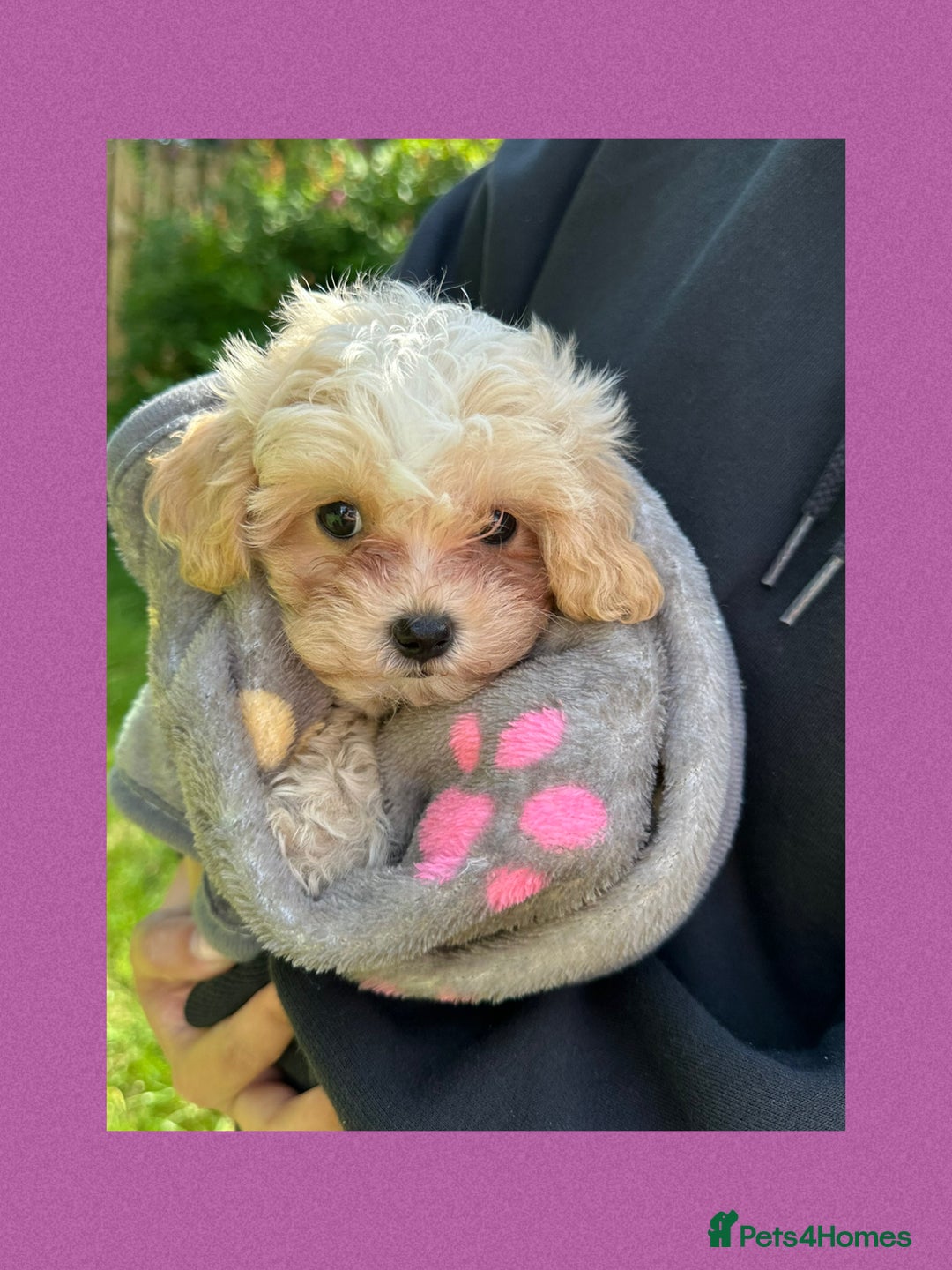 Maltipoo dogs for sale: F1 tiny Maltipoo’s  - Image 16