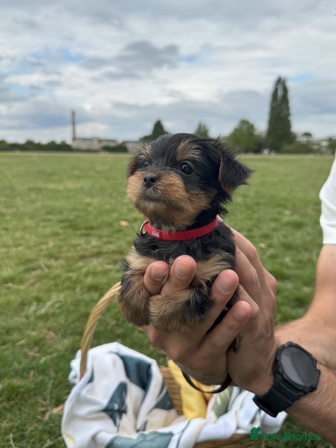 Yorkshire Terrier dogs for sale: Mini Yorkshire Terrier Puppies looking for Home - Image 18