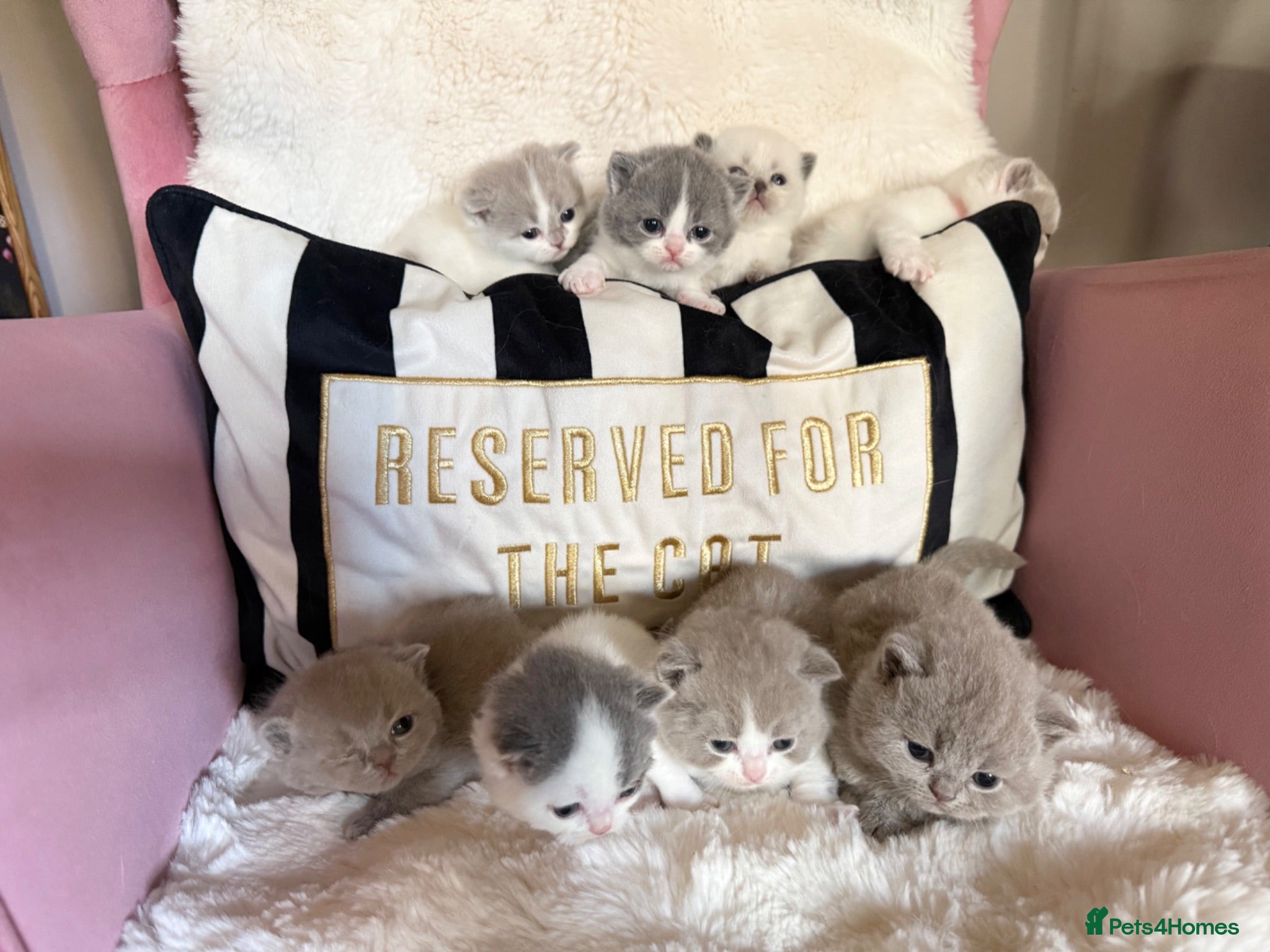 British Shorthair cats Price Drop😻Champion British Shorthair Kittens🥇🏆 - Advert 1