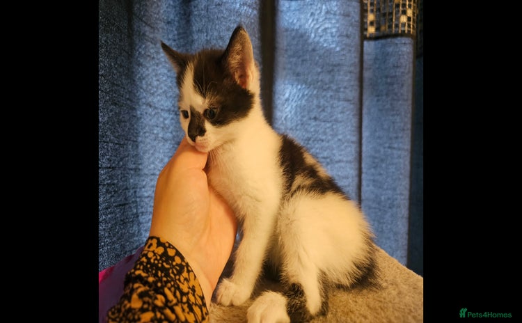 Mixed Breed cats - Advert 7