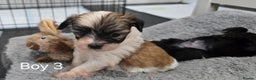 Malshi dogs for sale: Shih Tzu x Malshi Pups - Advert 10