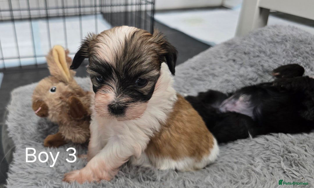 Malshi dogs for sale: Shih Tzu x Malshi Pups - Advert 10