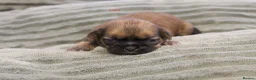 Shih Tzu dogs for sale: LOVELY SHIH TZU PUPPIES KC REG PEDIGREE  in Bootle - Advert 3