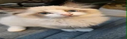 Ragdoll cats for sale: Rare European Long-Haired Ragdoll Kittens - Advert 7
