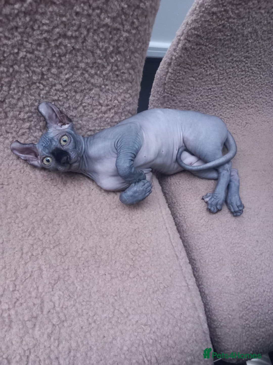 Sphynx cats for sale: Amazing kittens  - Image 35