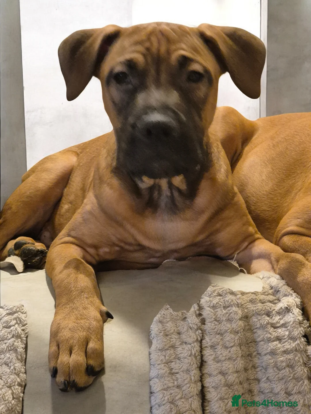 Mixed Breed dogs for sale: Bullmastiff Cross Puppies  - Advert 20