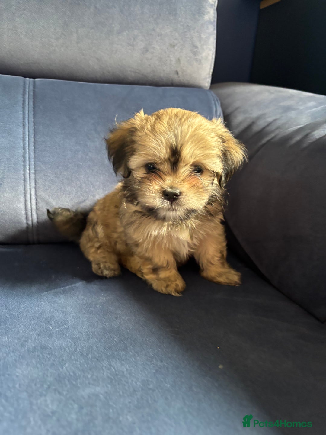 Mixed Breed dogs for sale: Fluffy Lhasa X Puppies – Family Raised! - Image 21