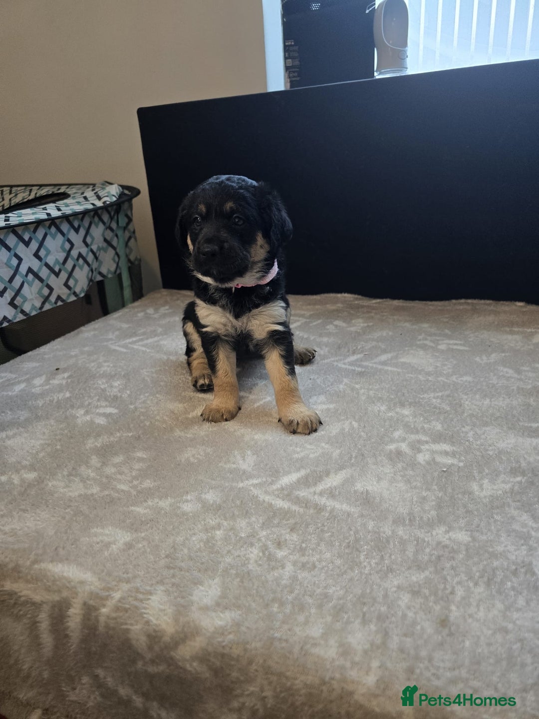 Mixed Breed dogs for sale: READY NOW - Goldador x Labrottie Miniature Puppies - Advert 13
