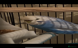 Budgerigars birds for sale: 3 budgies looking for new home  - Image 2