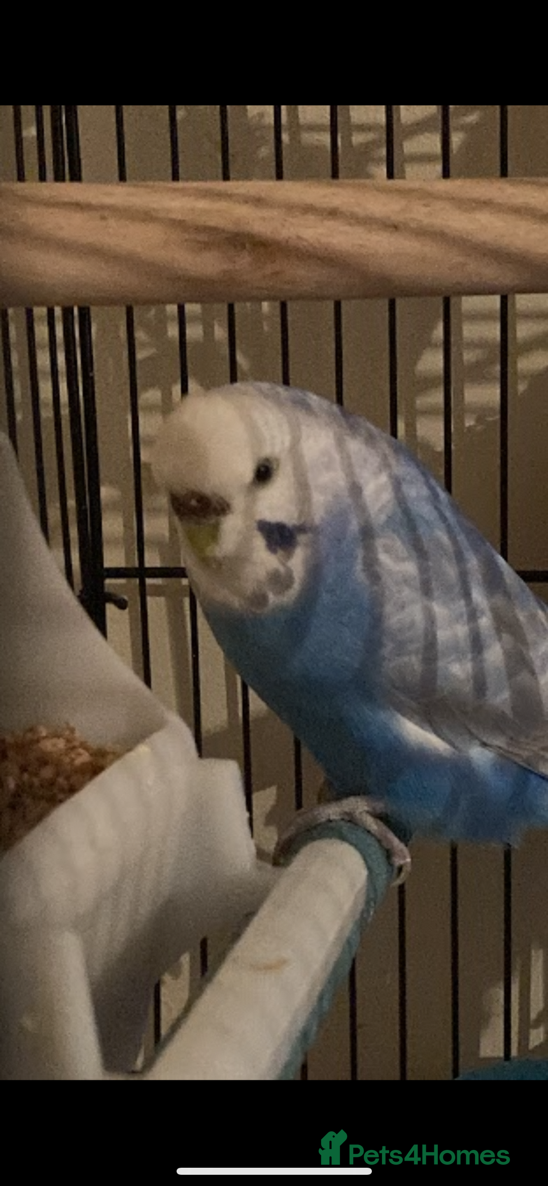 Budgerigars birds for sale: 3 budgies looking for new home  - Image 2