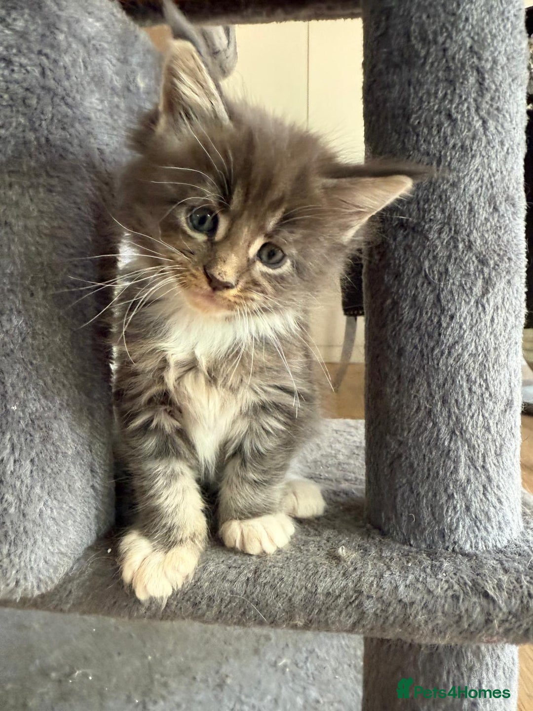 Maine Coon cats for sale: Pure Pedigree Maine Coon kittens | Black Tabby | - Image 6