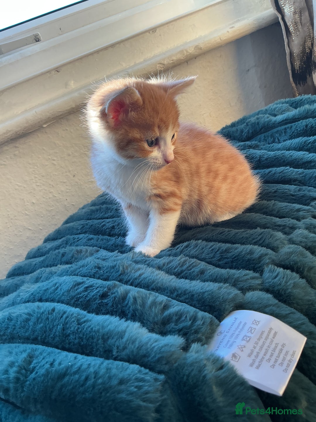 Domestic Shorthair cats for sale: Black-white-Ginger kitten - Advert 9