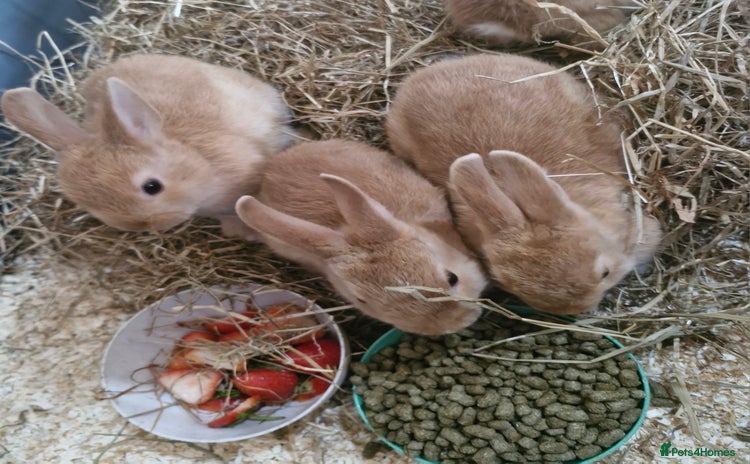 Netherland Dwarf rabbits in Manchester - Advert 8