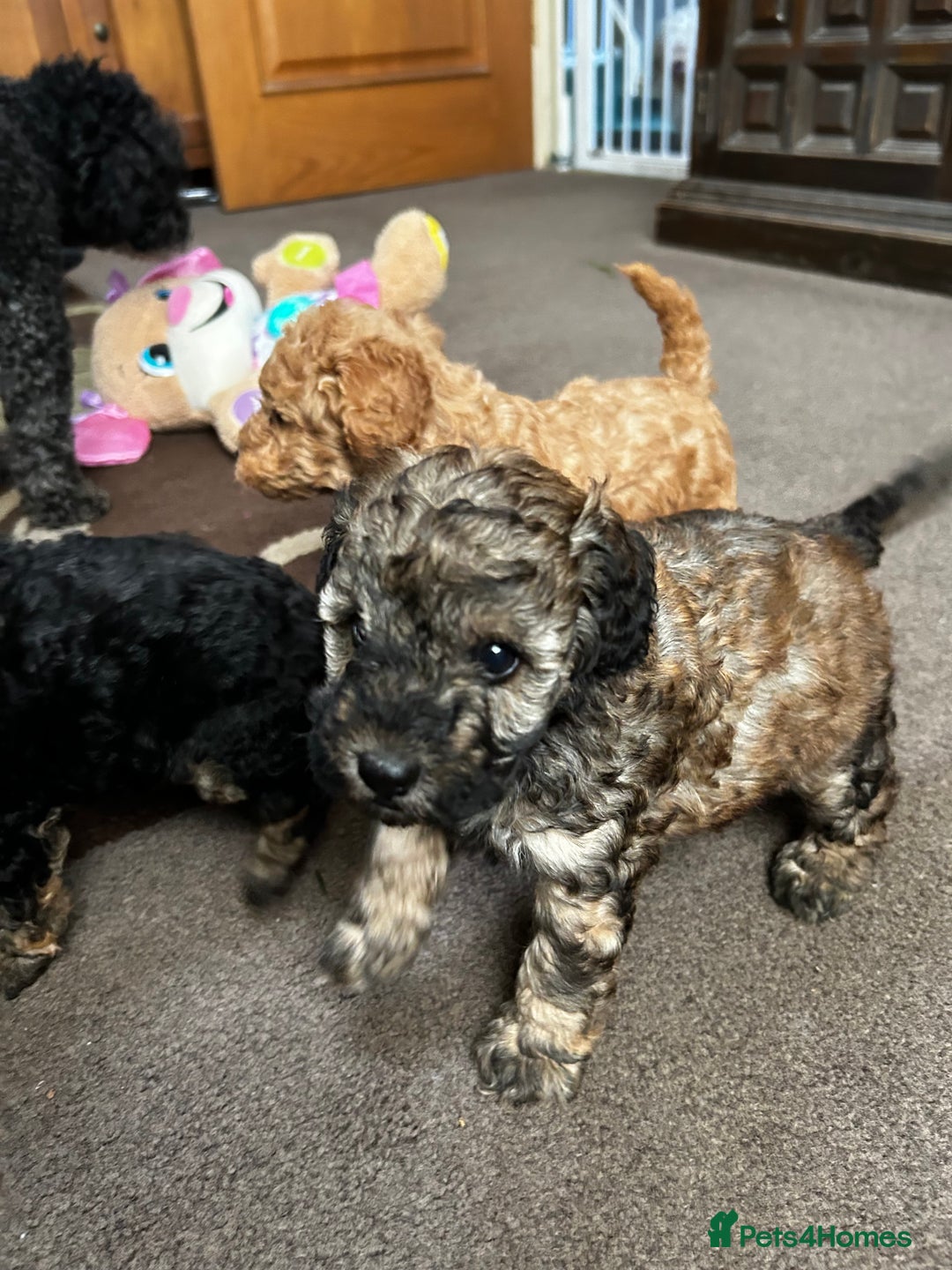 Toy Poodle dogs for sale: Beautiful Toy Poodle Puppies - Image 8
