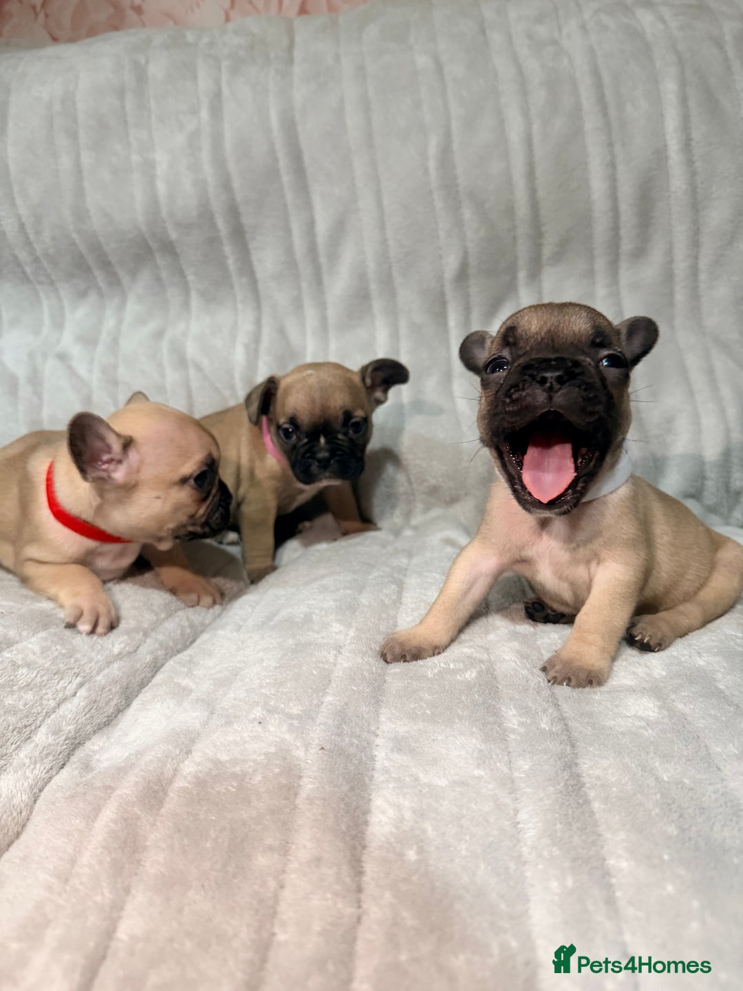 French Bulldog dogs for sale: Pedigree Mum Frenchy Pups-Gorgeous and ready soon! - Advert 25