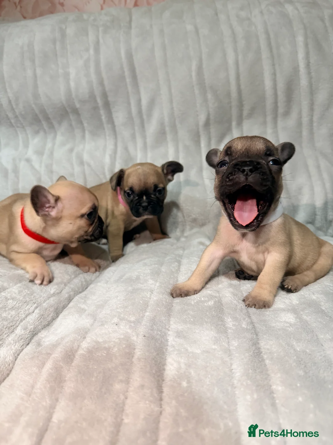 French Bulldog dogs for sale: Pedigree Mum Frenchy Pups-Gorgeous  ! - Advert 25