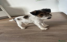 Fox Terrier dogs for sale: Fox Terrier puppies for sale - 07704995261 - Image 18