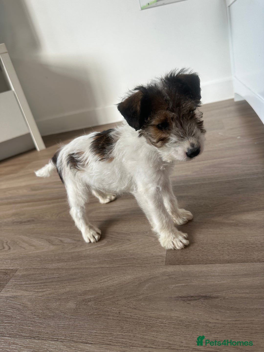 Fox Terrier dogs for sale: Fox Terrier puppies for sale - 07704995261 - Image 18