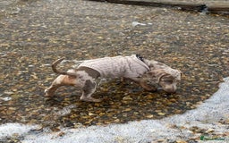 Dachshund dogs for sale: 5 month miniature dachshund puppy - Image 8