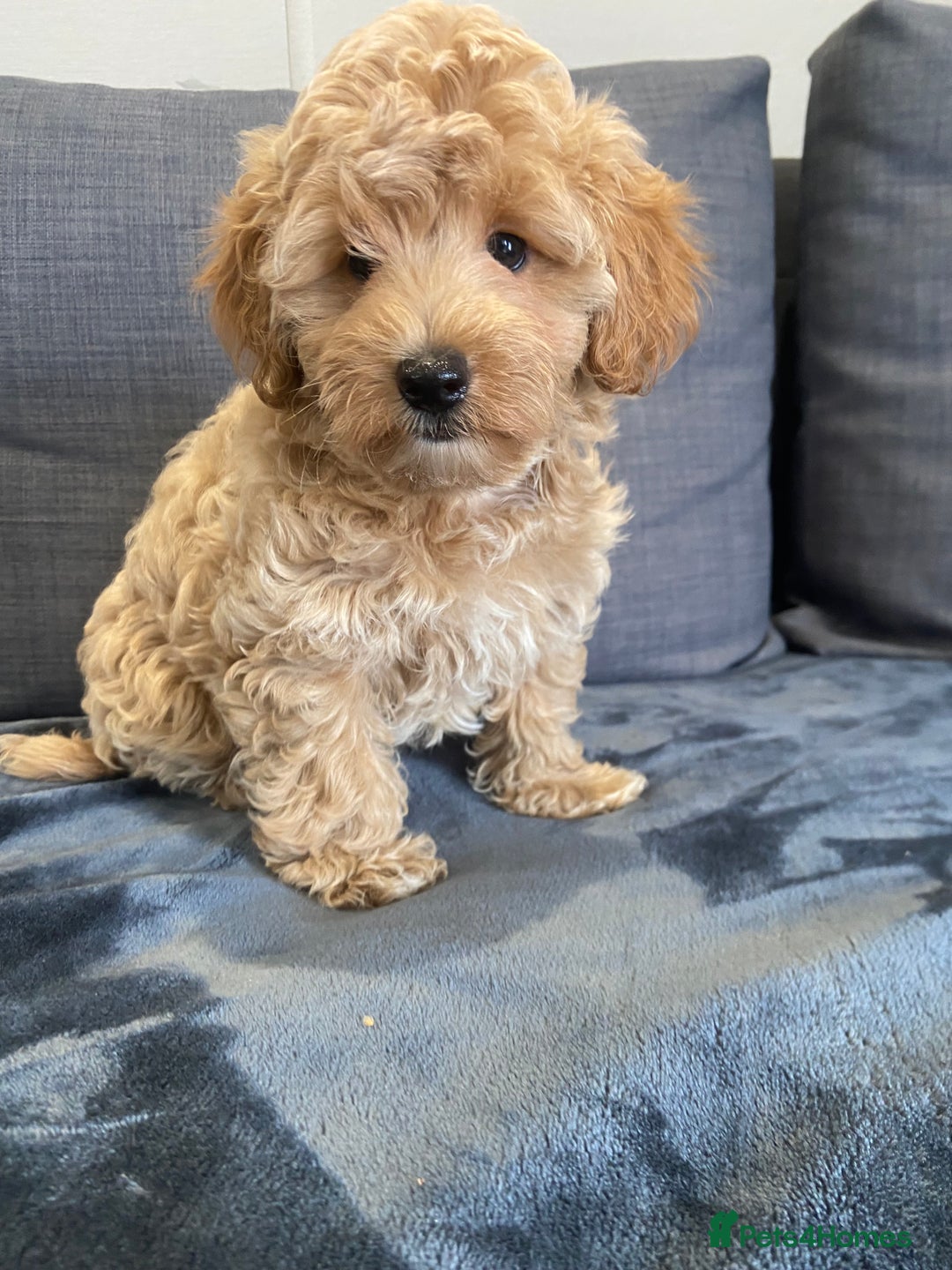 Maltipoo dogs for sale: 10 weeks old, health tested F1 Maltipoo babies  - Image 7