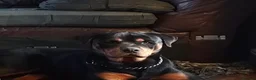 Rottweiler dogs for sale: Rottweiler Puppies Non KC Registered Litter in Gaerwen - Advert 10
