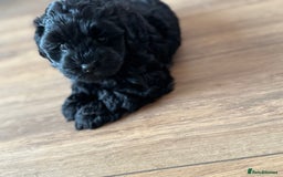 Shihpoo dogs for sale: Outstanding Shihpoo puppies - Image 3