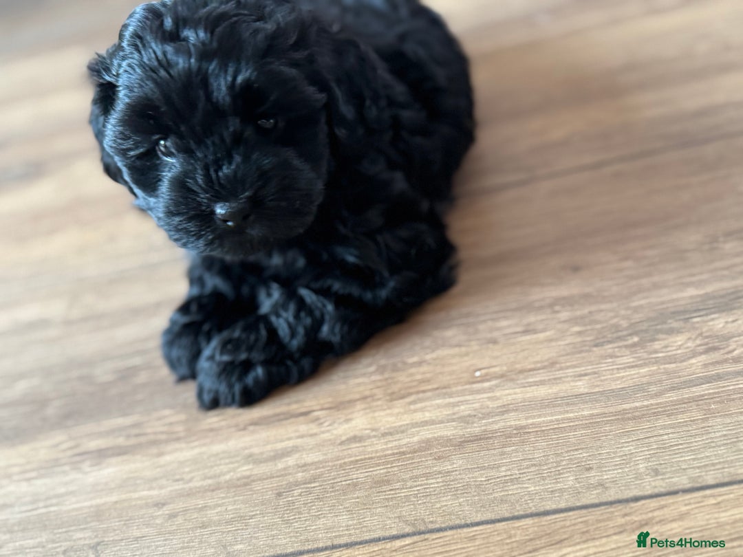 Shihpoo dogs for sale: Outstanding Shihpoo puppies - Image 3