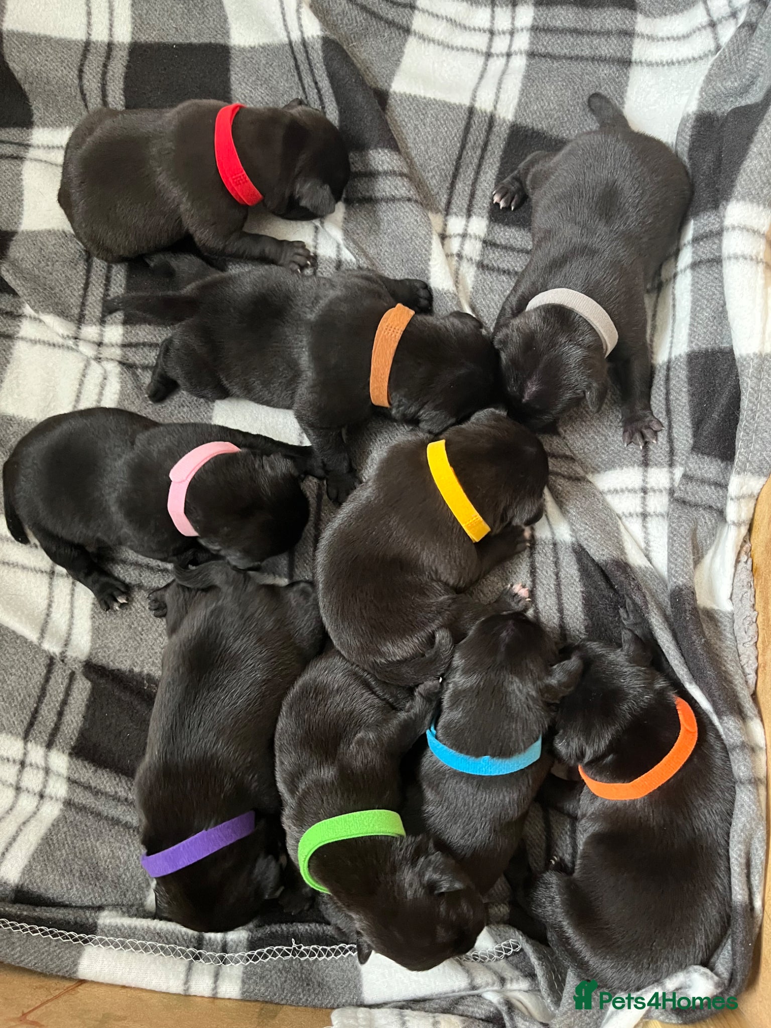 Staffordshire Bull Terrier dogs Black/blue staffy pups - Advert 3