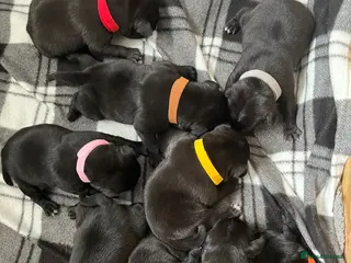 Staffordshire Bull Terrier dogs Black/blue staffy pups - Advert 3