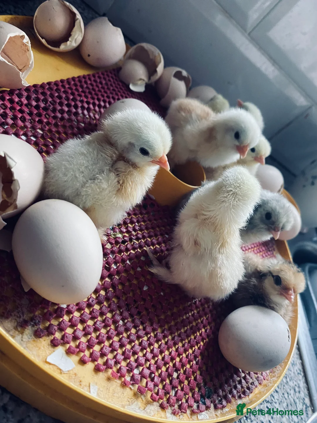 Chickens poultry for sale: Pekin bantam chicken chicks in Walsall - Advert 1