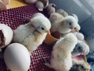 Chickens poultry Pekin bantam chicken chicks - Advert 5