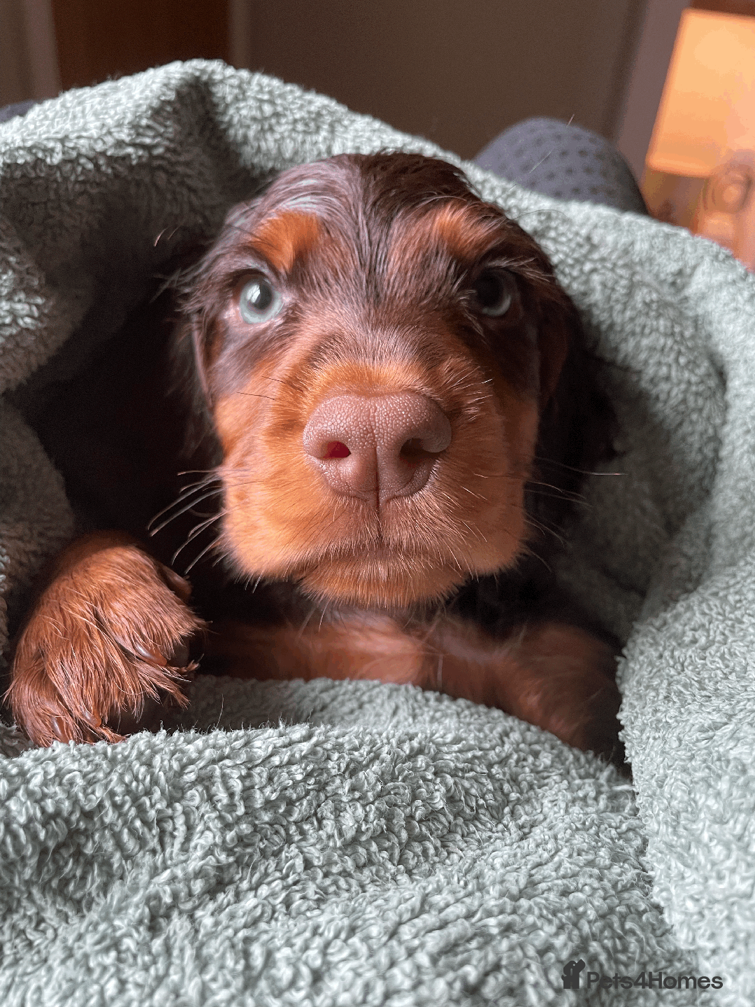 Cocker Spaniel dogs for sale: Cocker Spaniel Pups Outstanding Pedigree Lines! - Advert 3