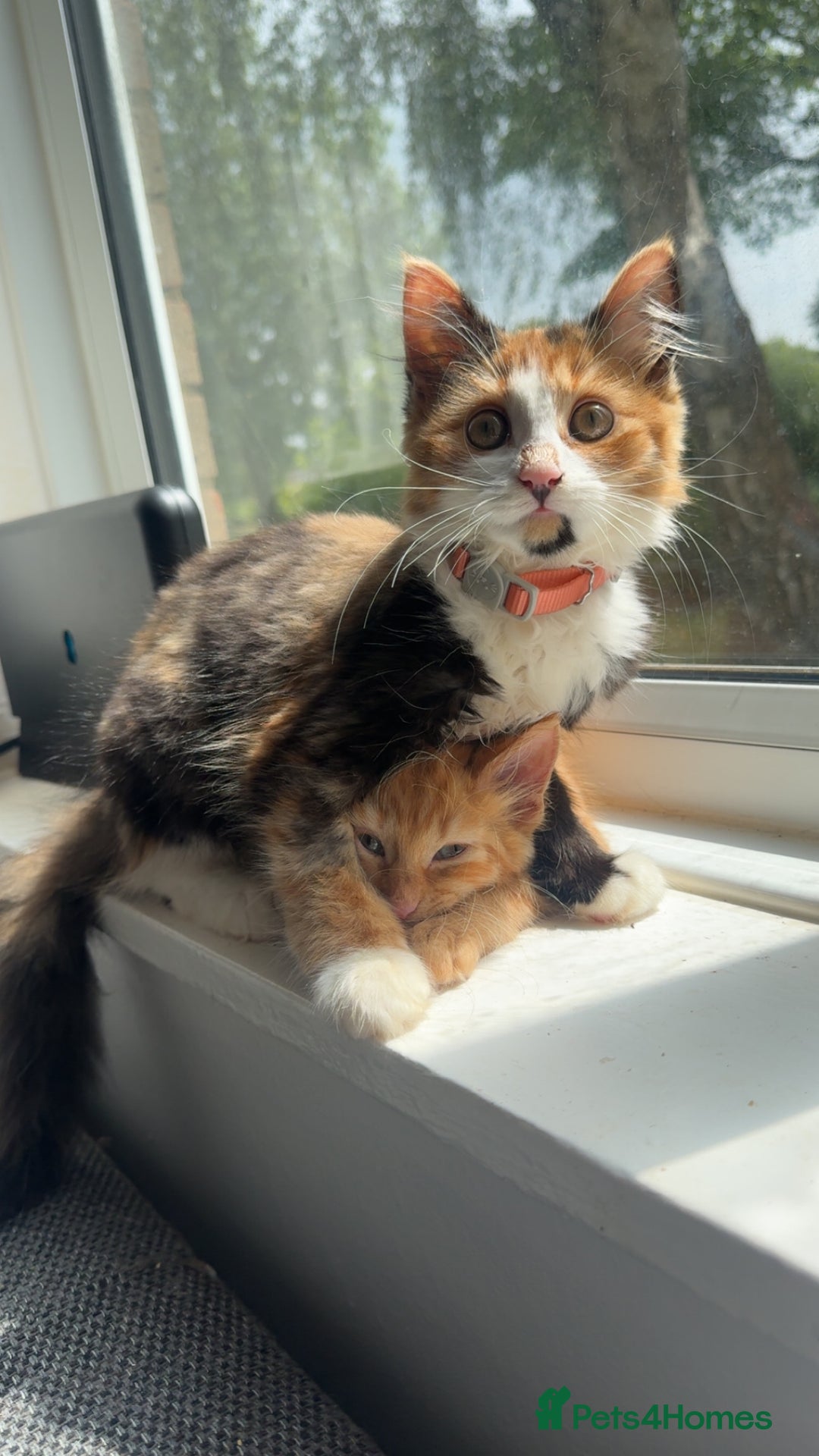 Domestic Shorthair cats for sale: 2 kittens. Calico girl + ginger boy both 17 weeks - Image 6