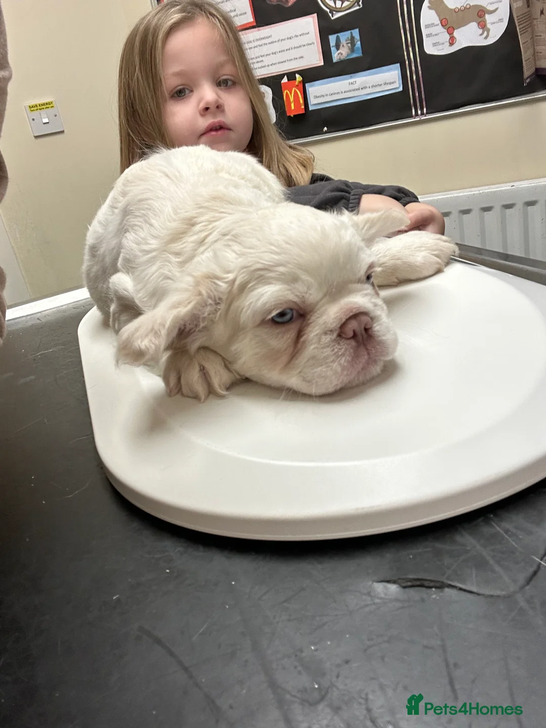 French Bulldog dogs for sale: Rare Fluffy French Bulldog Puppies READY NOW - Advert 15
