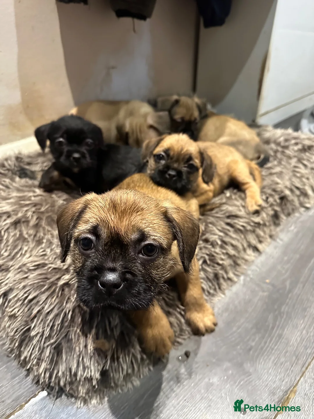 Mixed Breed dogs for sale: Cute puppies  - Advert 8