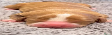 Cocker Spaniel 1
