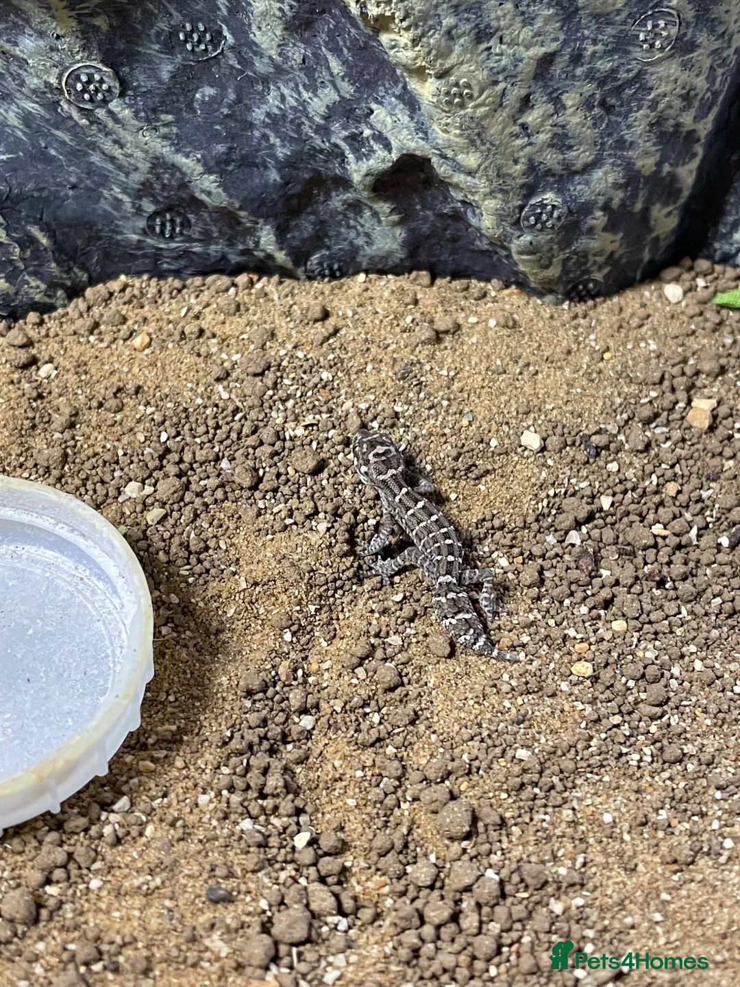 Gecko reptiles for sale: Viper geckos  in Stowmarket - Advert 6