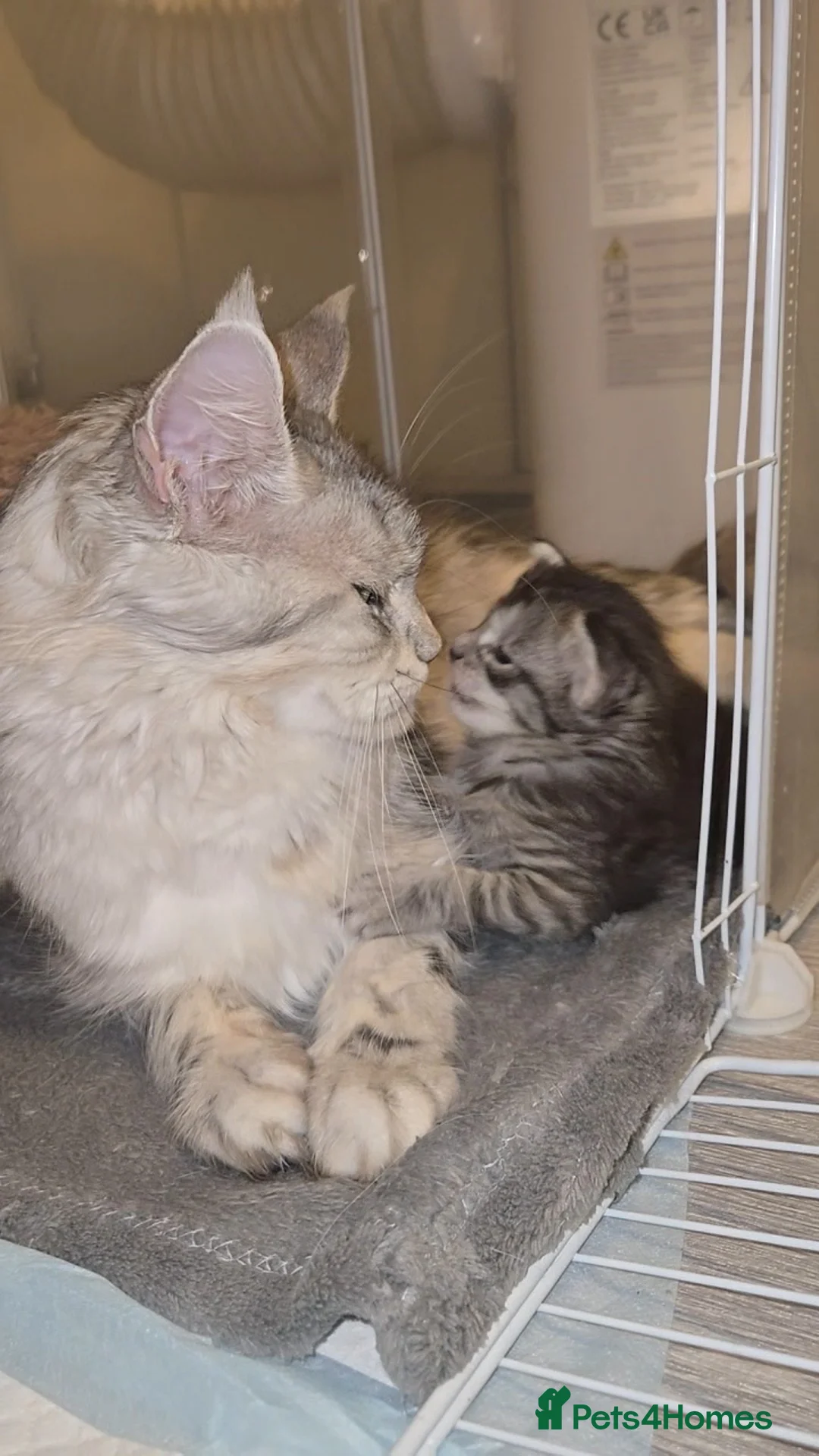 Maine Coon cats for sale: Silver Tabby mainecoon - Advert 10